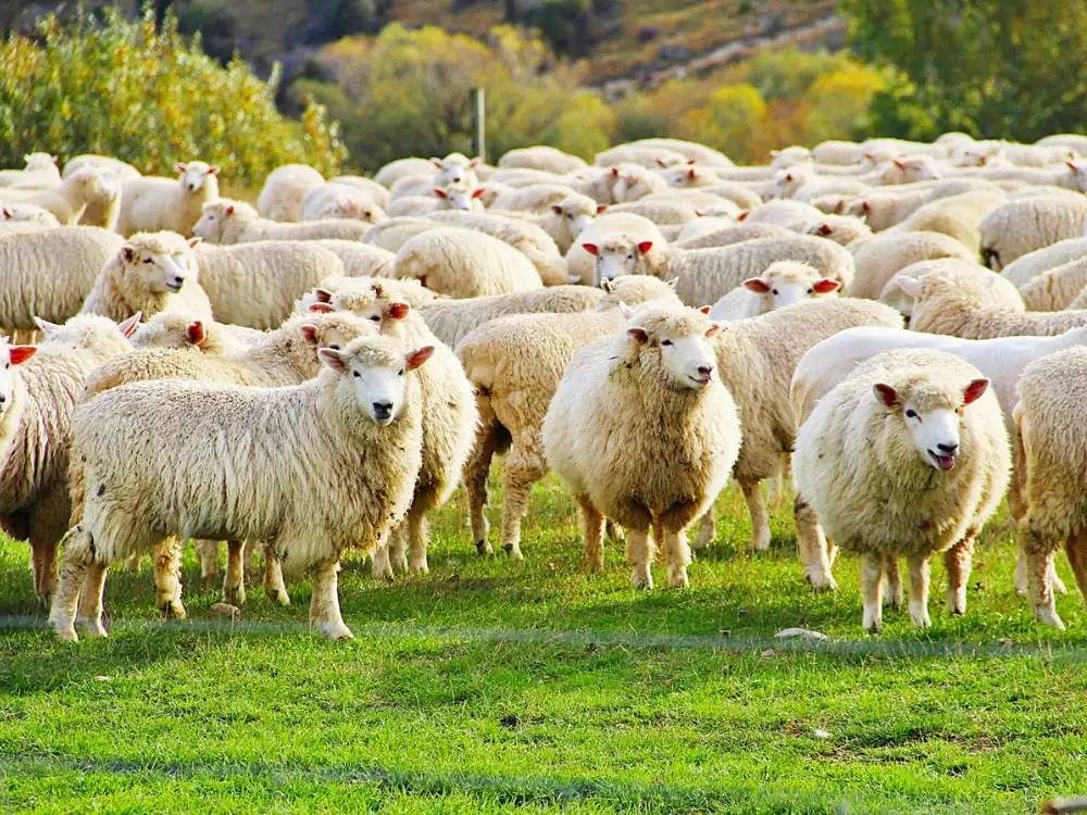 One hundred sheep rescued as barn catches fire in Ryedale