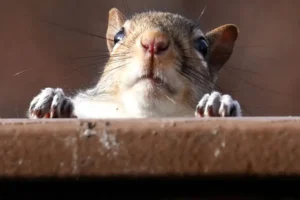 Firefighters rescue squirrel stuck on a roof