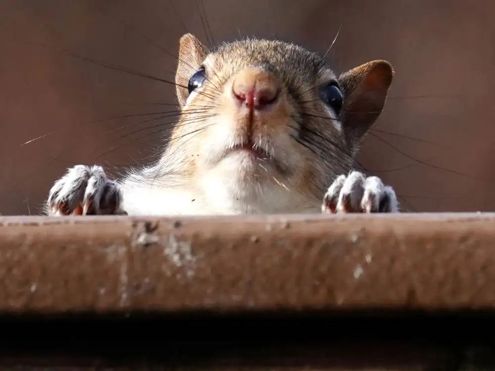 Firefighters rescue squirrel stuck on a roof