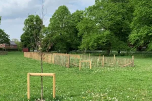 New ‘micro woods’ planned for York after hundreds of trees planted