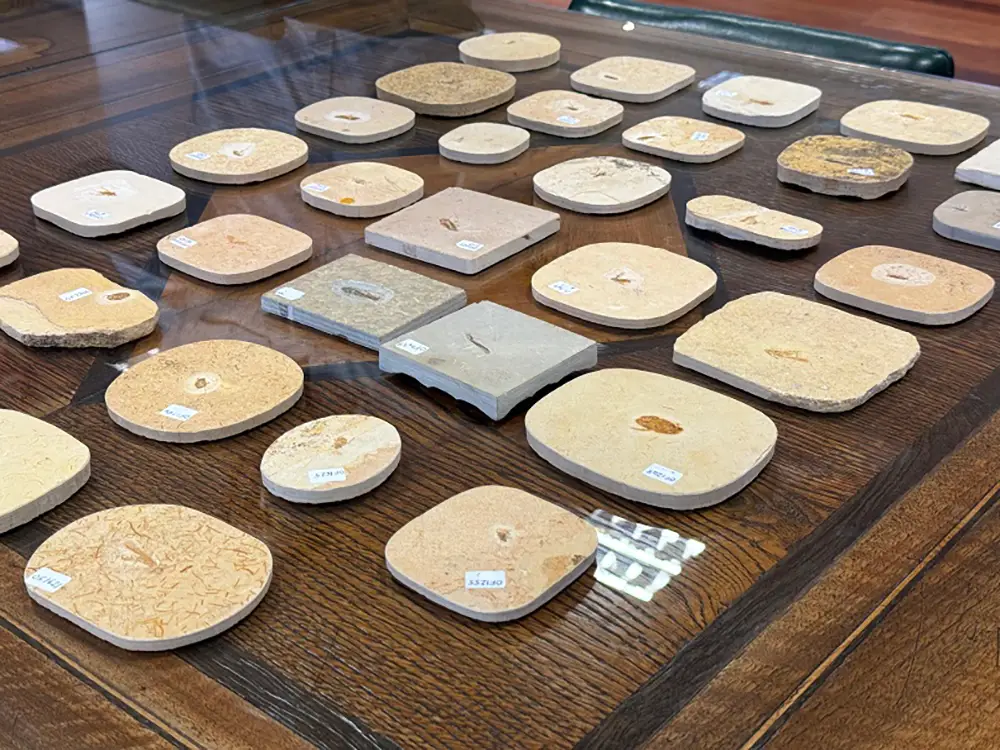 Smuggled fossils recovered by police in North Yorkshire to be returned to Brazil