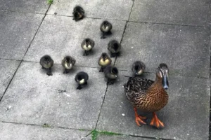 ‘Downright cruel’: Ducklings feared dead after vandals pour oil into York fountain