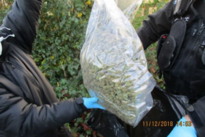 North and West Yorkshire cannabis gang jailed for 34 years