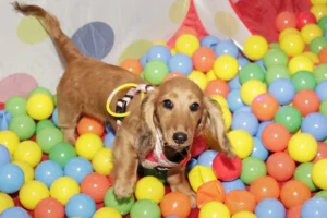 Party with your pup as special doggy disco comes to York