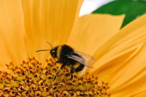 York council trials ‘sustainable planting’ as part of new biodiversity campaign