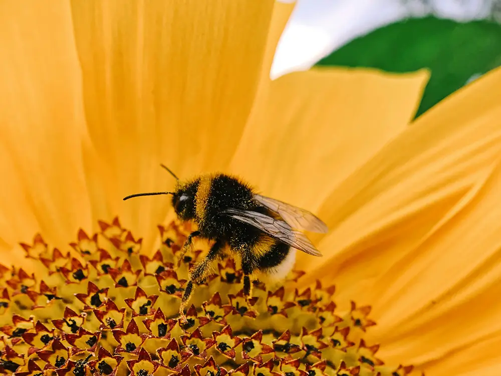 York council trials ‘sustainable planting’ as part of new biodiversity campaign