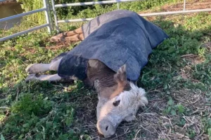 Cow dies after being rescued from river – Owner issues plea to the public