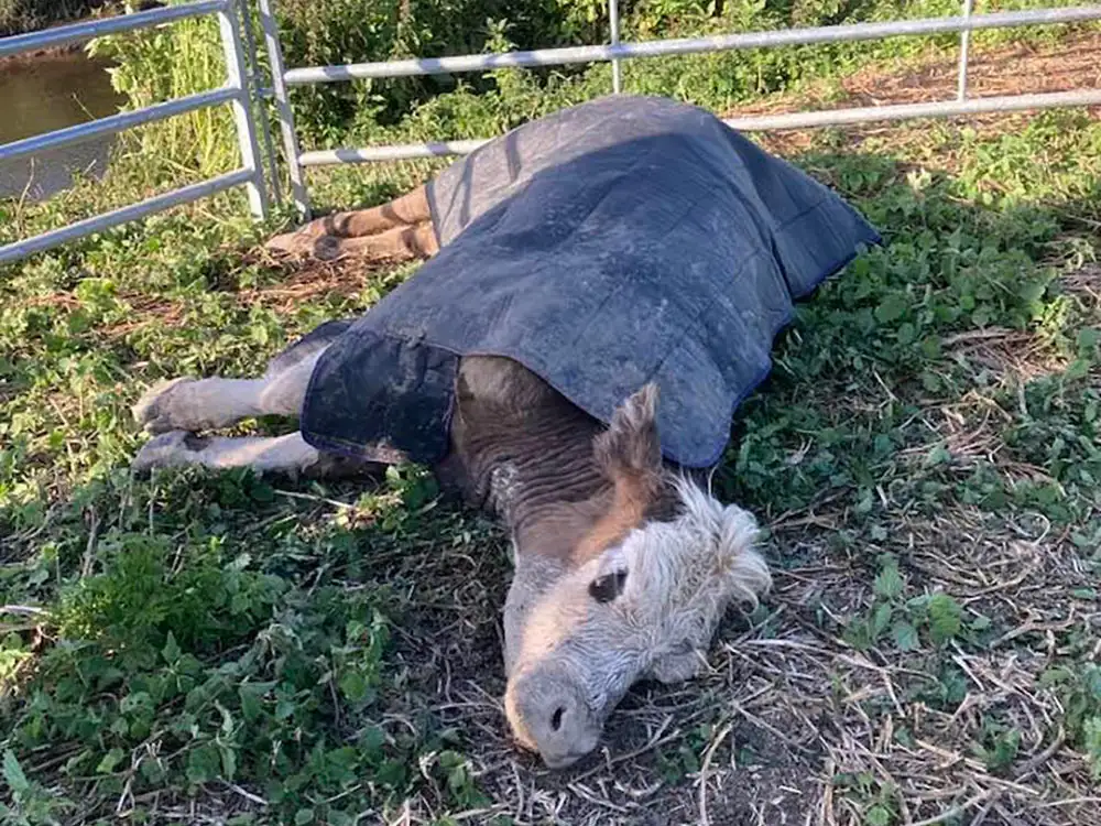Cow dies after being rescued from river – Owner issues plea to the public