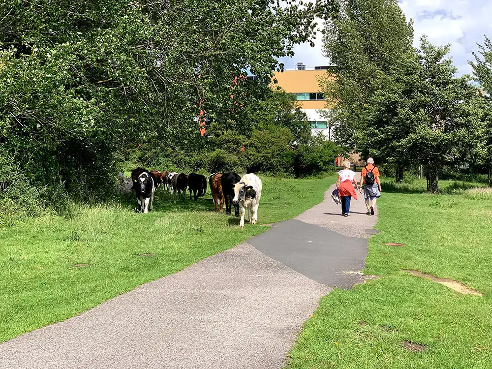 Young male cyclist threatens lone woman on York footpath