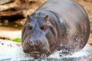 Hippos can become airborne, say scientists – after visits to Flamingo Land
