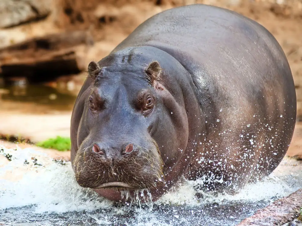 Hippos can become airborne, say scientists – after visits to Flamingo Land