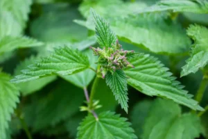 Man rushes to fire station with mystery ‘hand injury’ – turns out it’s a nettle sting