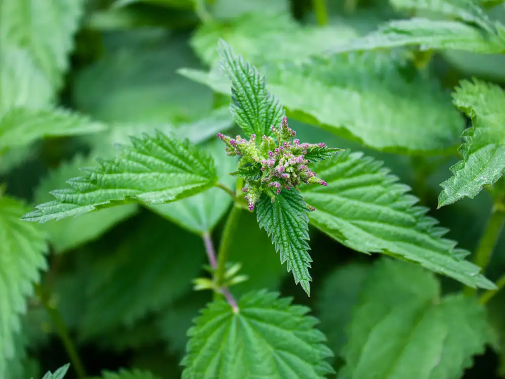 Man rushes to fire station with mystery ‘hand injury’ – turns out it’s a nettle sting