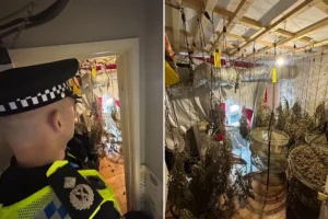 Cannabis farm in York village raided by police