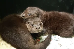 Otters found orphaned near Castle Howard to get a new home on the River Ouse