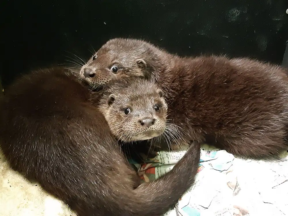 Otters found orphaned near Castle Howard to get a new home on the River Ouse