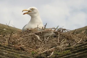 Seagull shot in Whitby – Police investigating