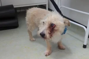 Video: York woman’s neglect means Bob the terrier lost an eye and a leg