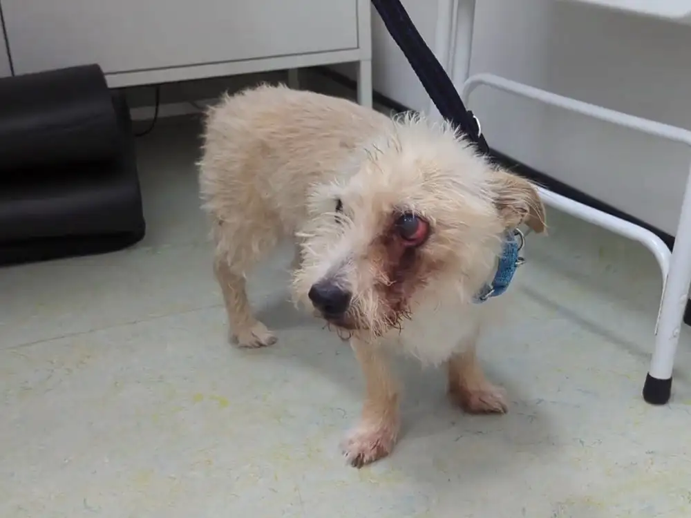 Video: York woman’s neglect means Bob the terrier lost an eye and a leg