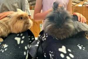 Cute overload – Beetle Bank Open Farm – are you in our gallery?