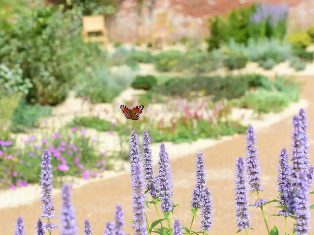 How a Mediterranean Garden is now blooming near York