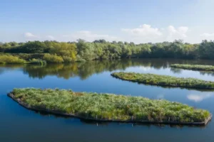 Nature island planned for York’s River Ouse to boost wildlife