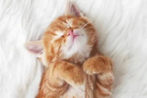 Meet cats and kittens during a purrfect weekend event in York