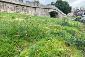 Long grass on York walls ‘does not mean they have been abandoned’