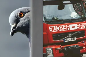 Firefighters rescue stuck racing pigeon