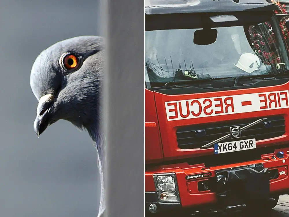 Firefighters rescue stuck racing pigeon