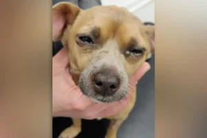 Shocking rise in cruelty to dogs in York and North Yorkshire