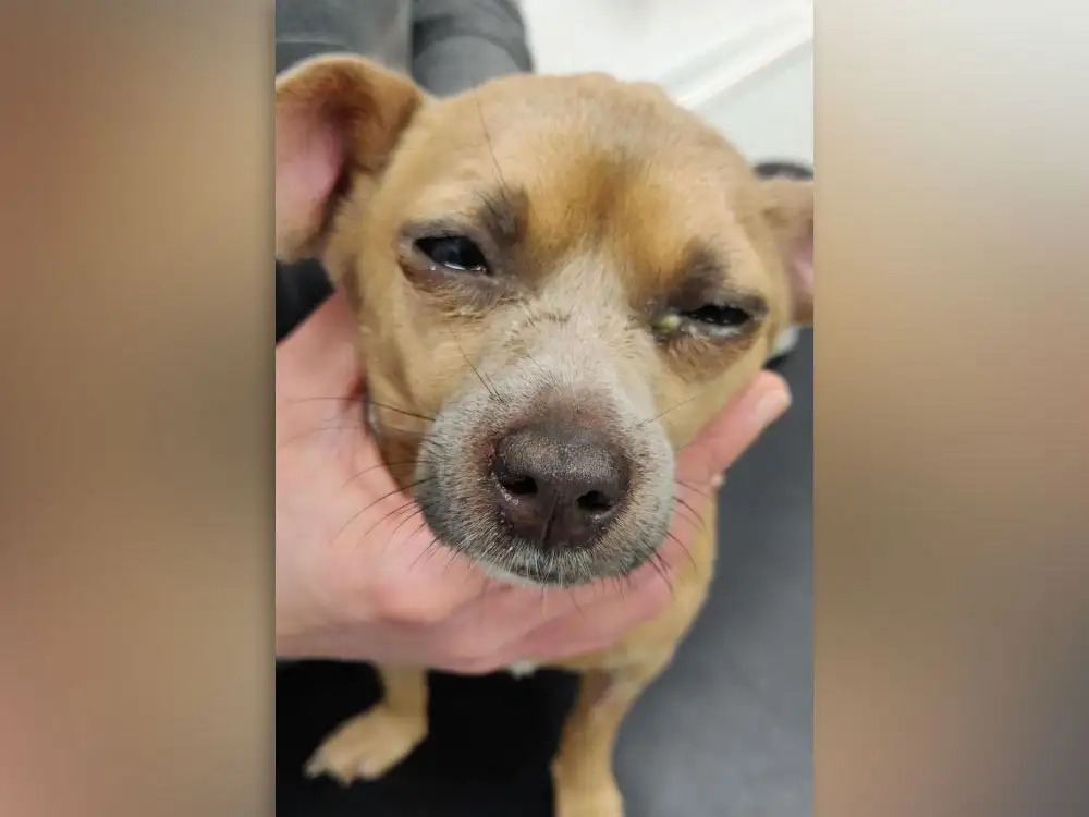 Shocking rise in cruelty to dogs in York and North Yorkshire