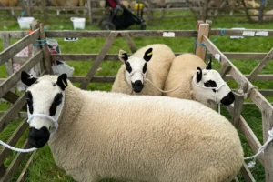 103 years old – Thornton-le-Dale show hosts the Summer Safari