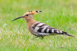 Birders thrilled to see rare breed turn up near York