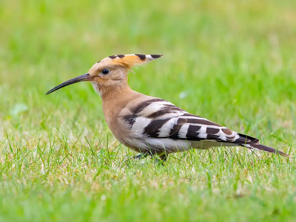 Birders thrilled to see rare breed turn up near York