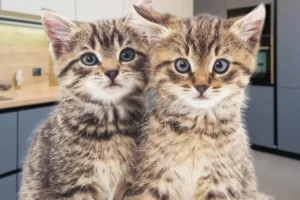 Two kittens get stuck in pipework behind York kitchen