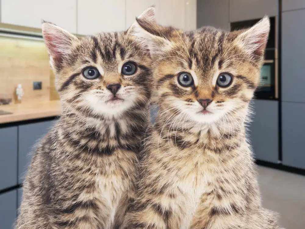 Two kittens get stuck in pipework behind York kitchen