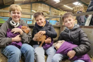 Four micro pigs in search of a good home – and they’re very friendly!