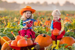 Where to pick your own pumpkins in York and North Yorkshire 2025