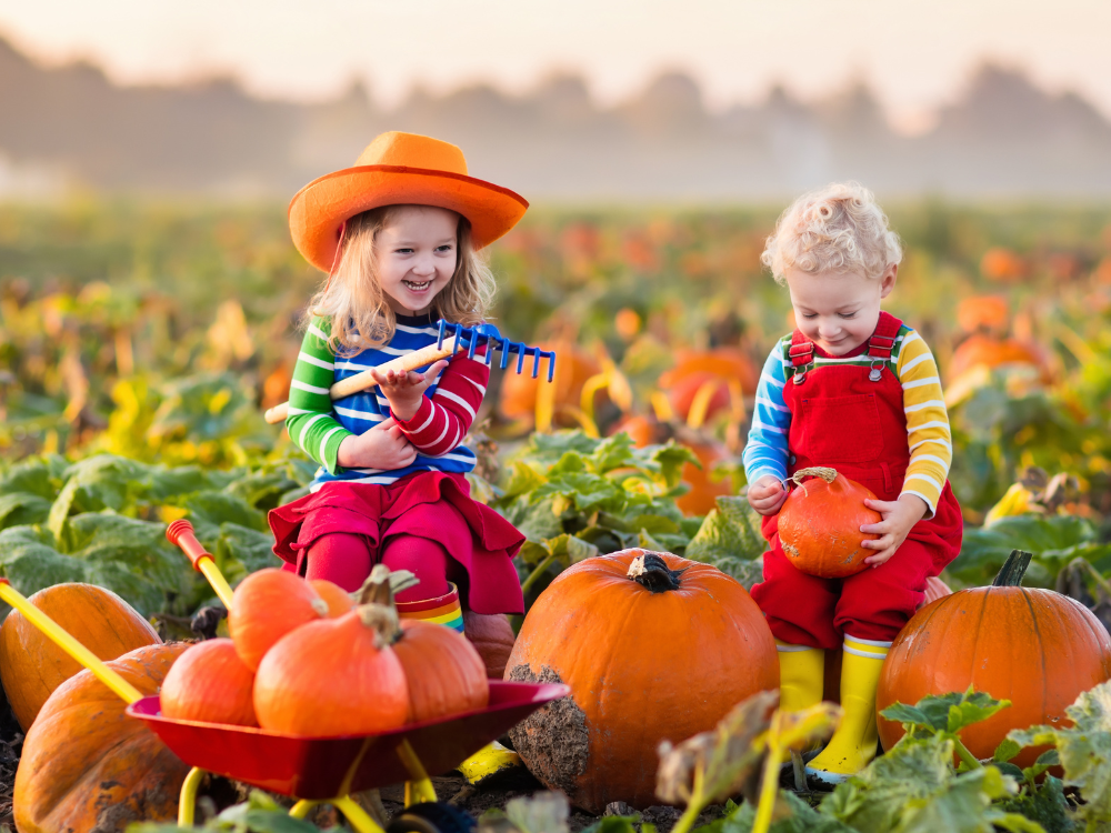 Where to pick your own pumpkins in York and North Yorkshire 2025