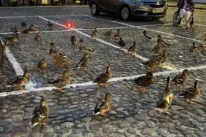 Watch: Ducks rule the roost in North Yorkshire town