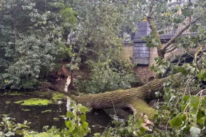 Pictures: Large tree crashes into York river