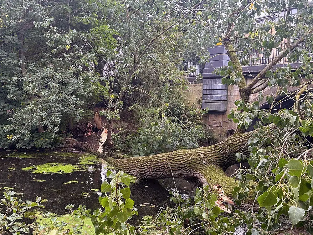 Pictures: Large tree crashes into York river