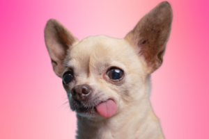 Could your furry friend be a star? Search for dog to star in York show
