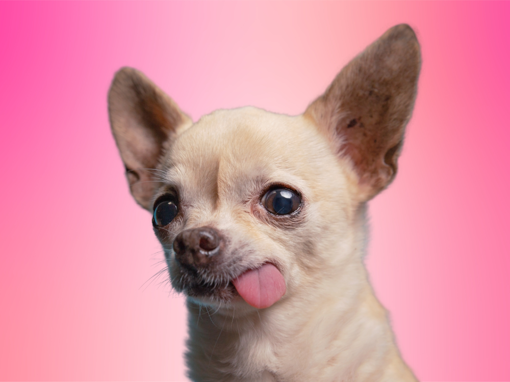 Could your furry friend be a star? Search for dog to star in York show