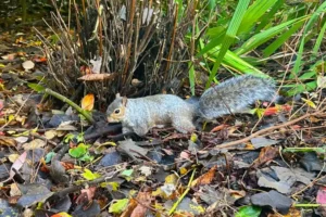 Police urge people to report animal cruelty – after York youths ‘kill squirrels with slingshots’