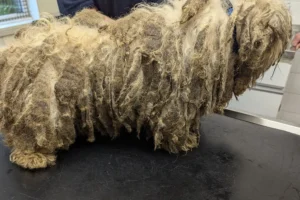 Dogs with severely matted fur dumped in York after ‘appalling’ neglect
