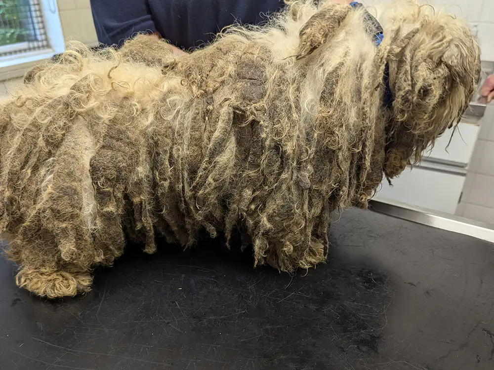 Dogs with severely matted fur dumped in York after ‘appalling’ neglect
