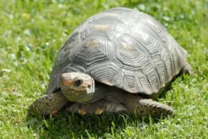 Fire-starting tortoise rescued from blaze near York