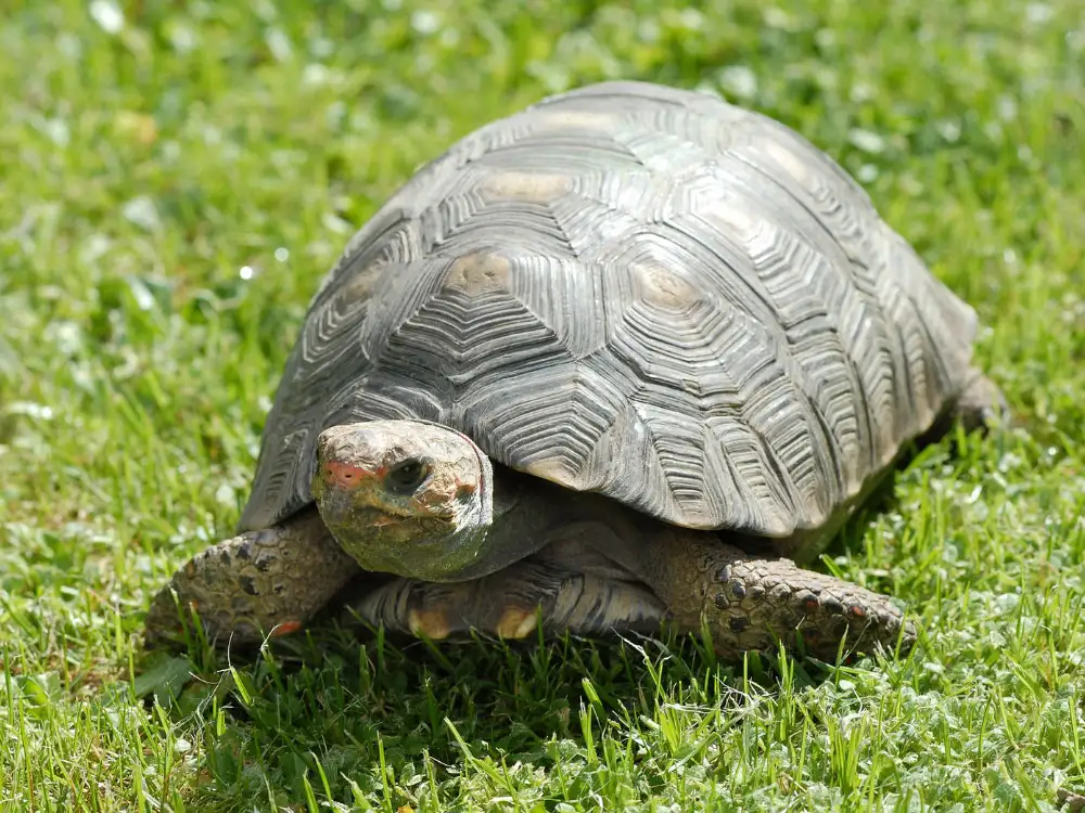 Fire-starting tortoise rescued from blaze near York